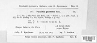Puccinia graminis image